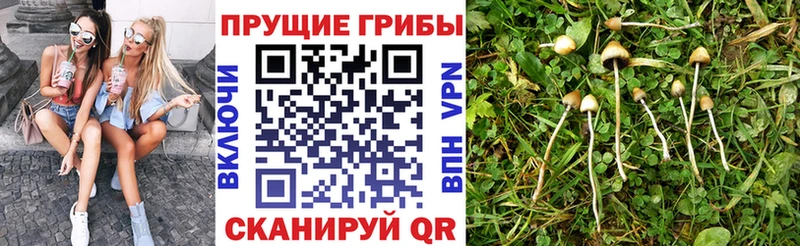 Псилоцибиновые грибы мицелий закладка ОМГ ОМГ сайт Вольск